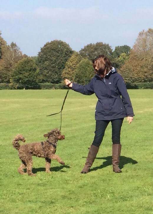 Dog Training, Puppy Training, Dorset, Hampshire & New Forest Ringwood Dogs