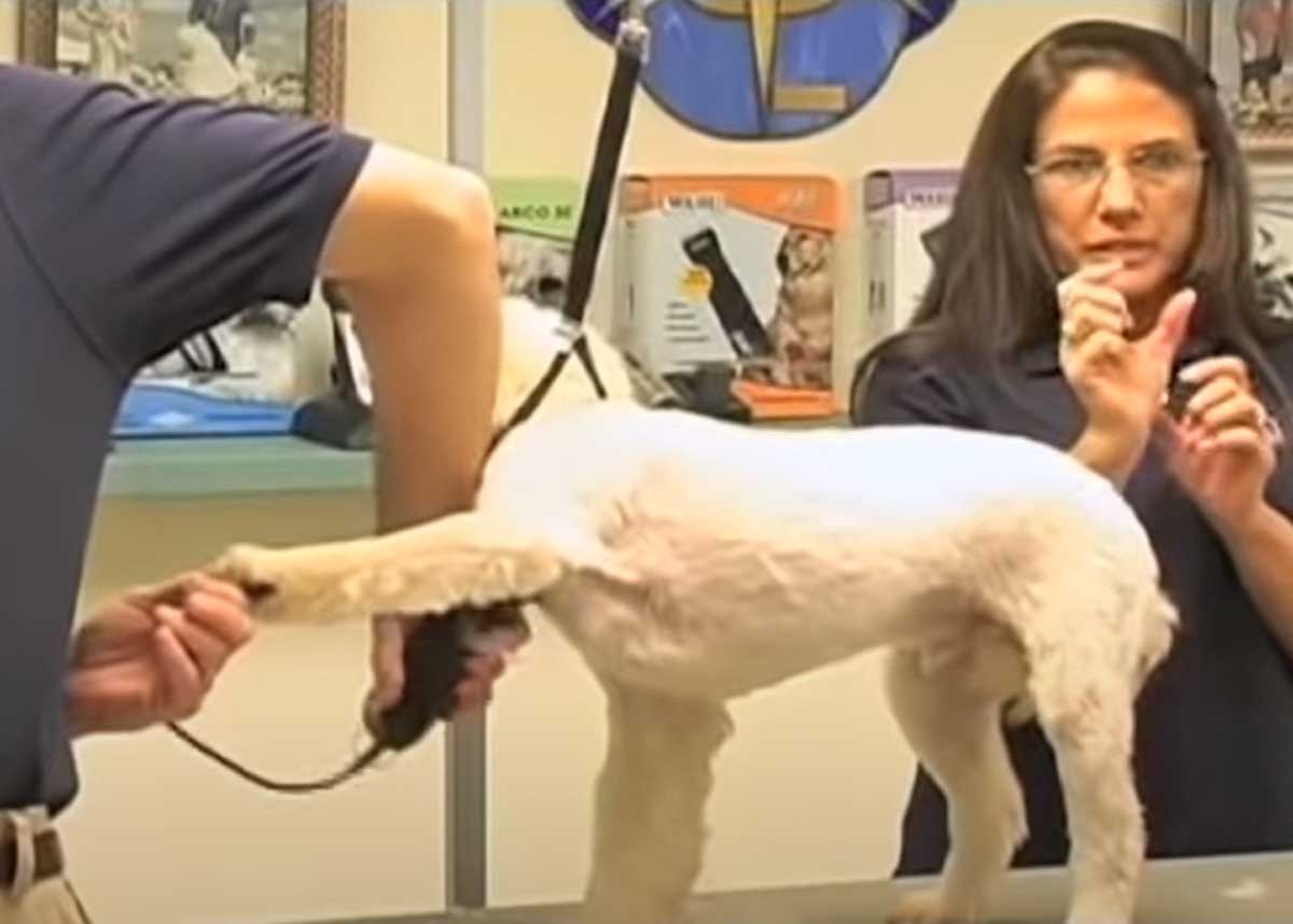 Ringwood Dogs, Ringwood - Training tip: Grooming your dog for hot ... - Cold Weather Dog Grooming Tips